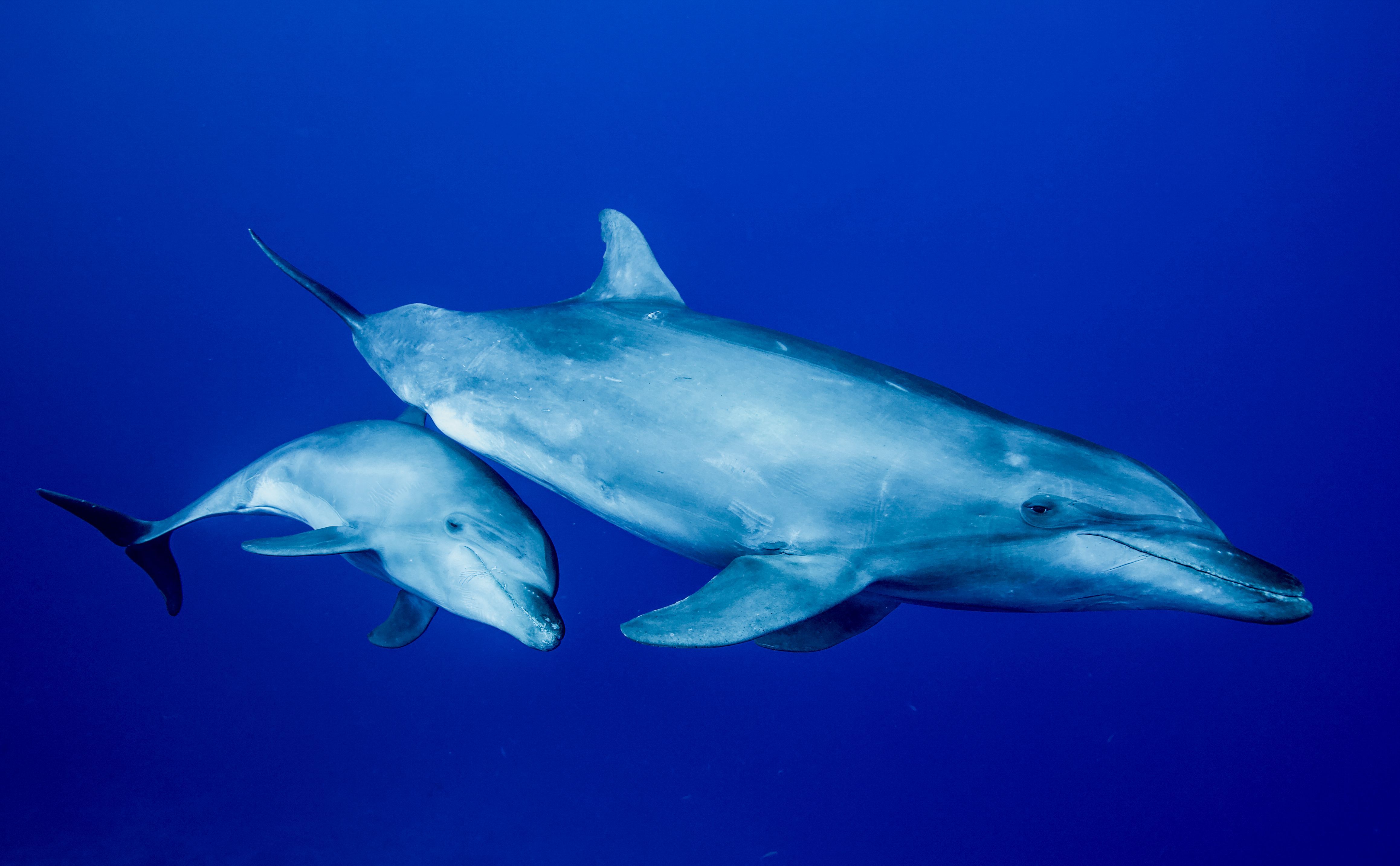 dauphins avec son bébé