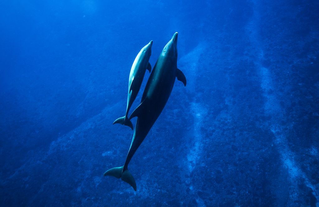 dauphins vue d'en haut