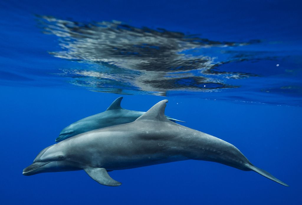 dauphins
