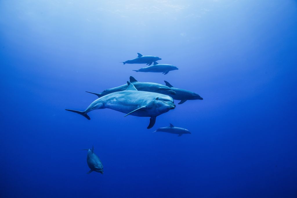 banc de dauphins
