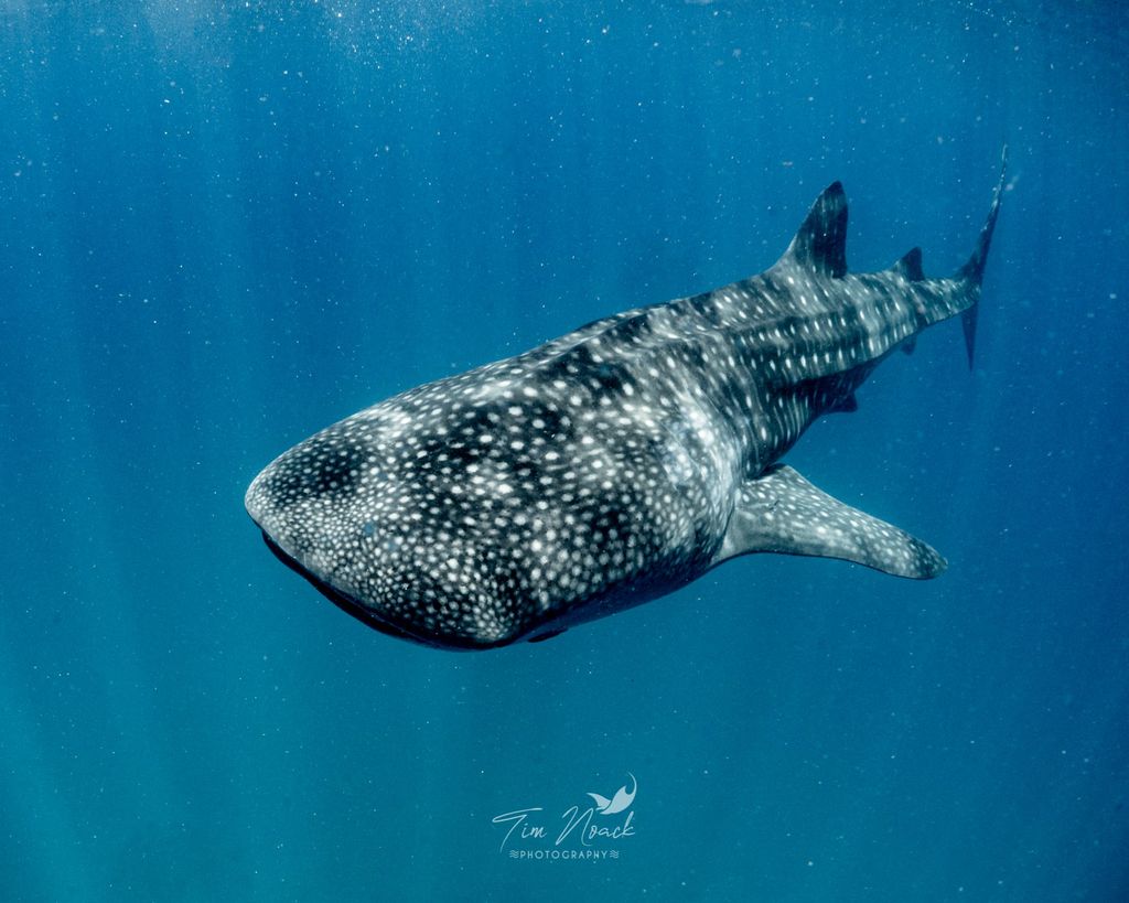 requin baleine