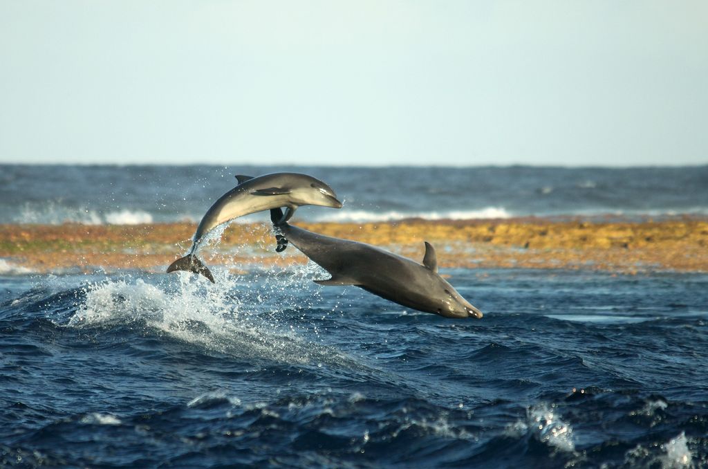 dauphins sortant de l'eau
