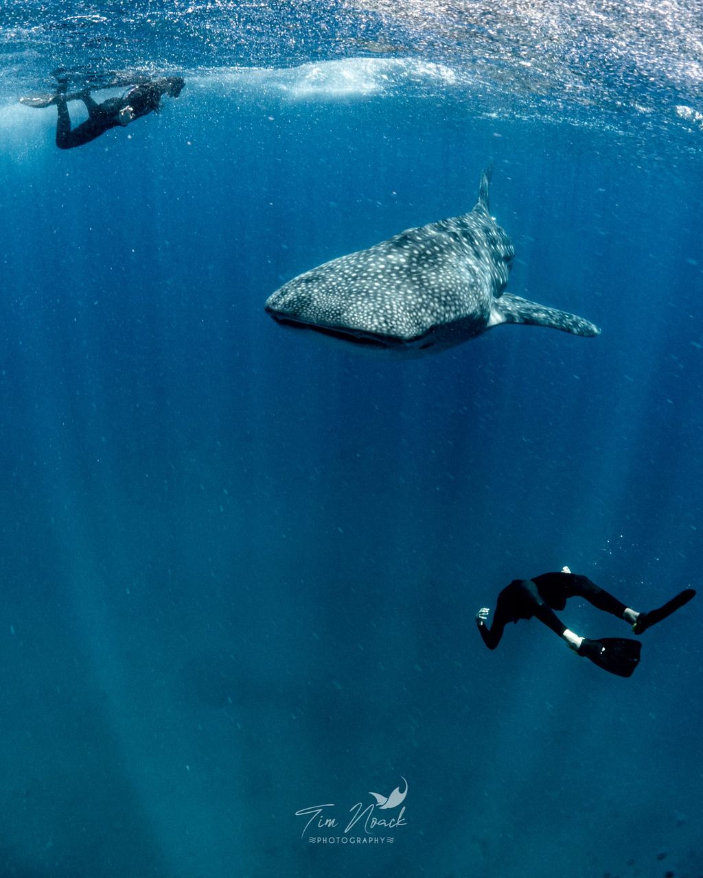 requin baleine plongeurs
