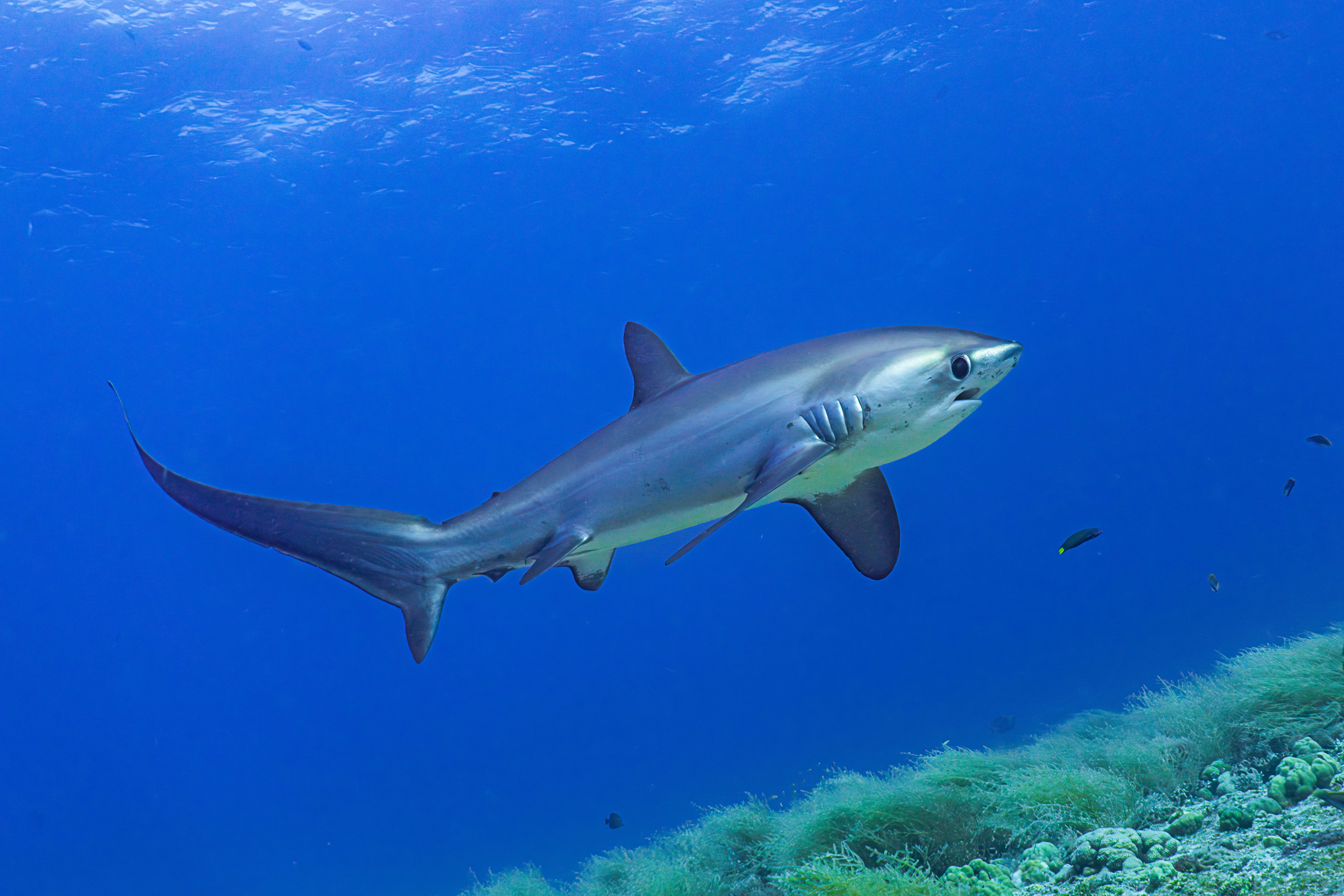 requin renard philippines