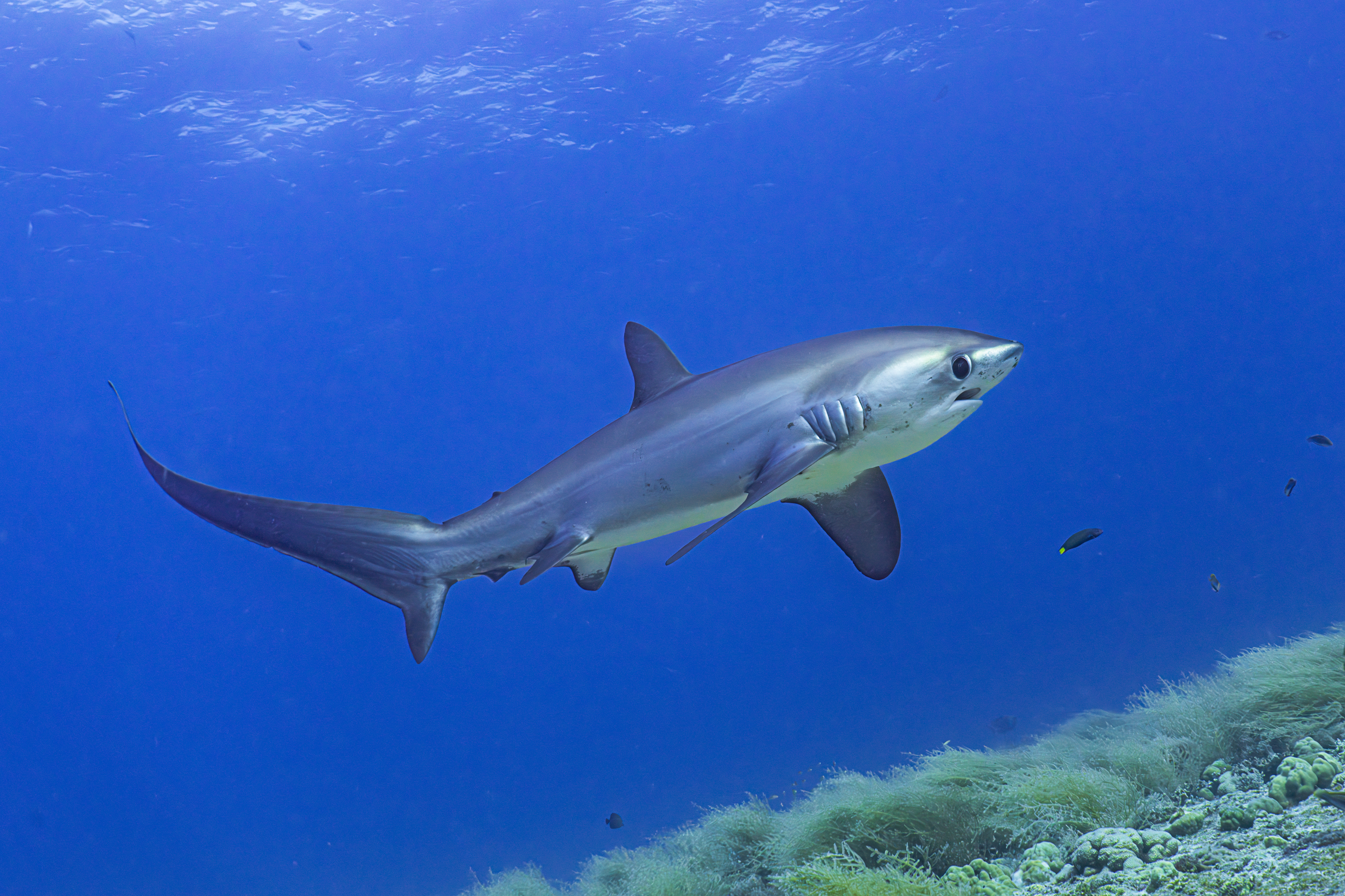 requin renard