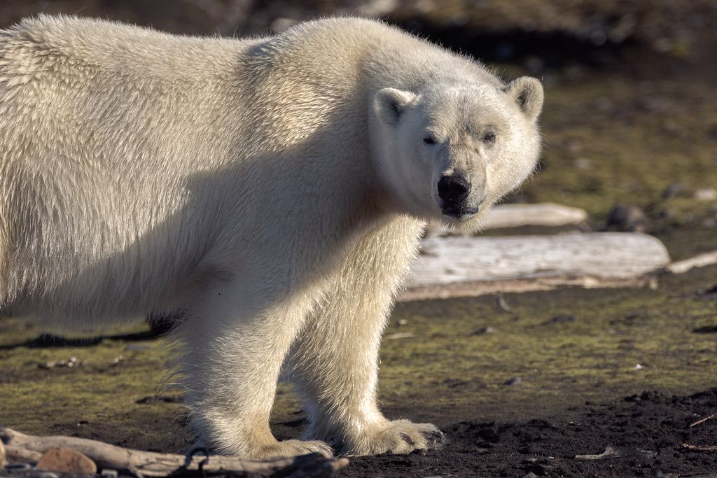 ours polaire