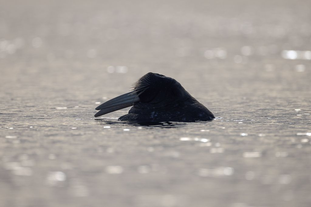 morse sortant sa tête de l'eau