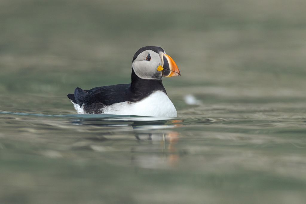 canard eau