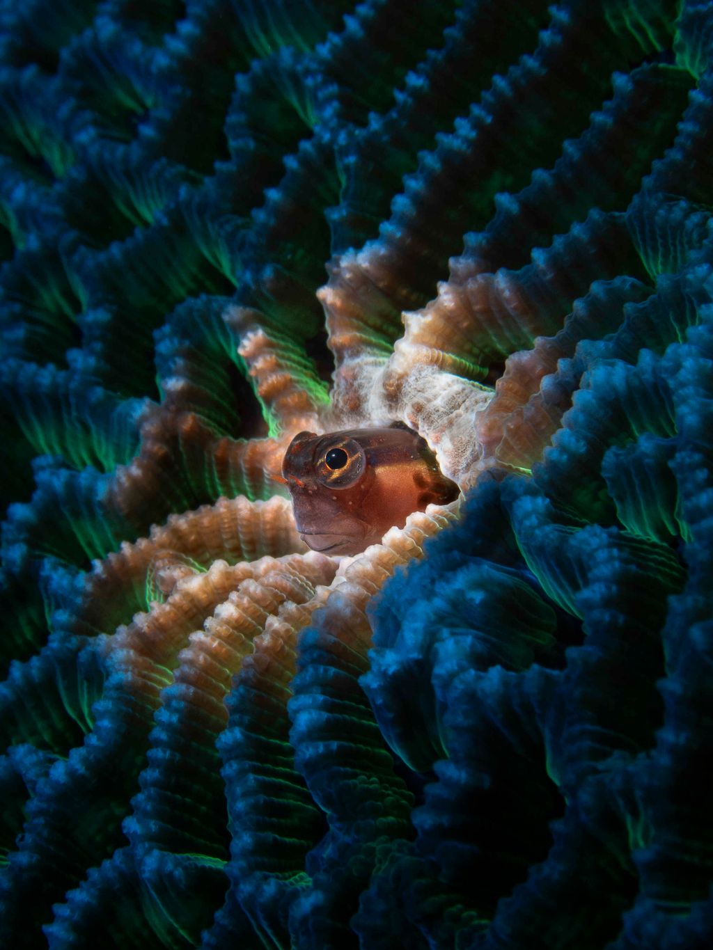 poisson