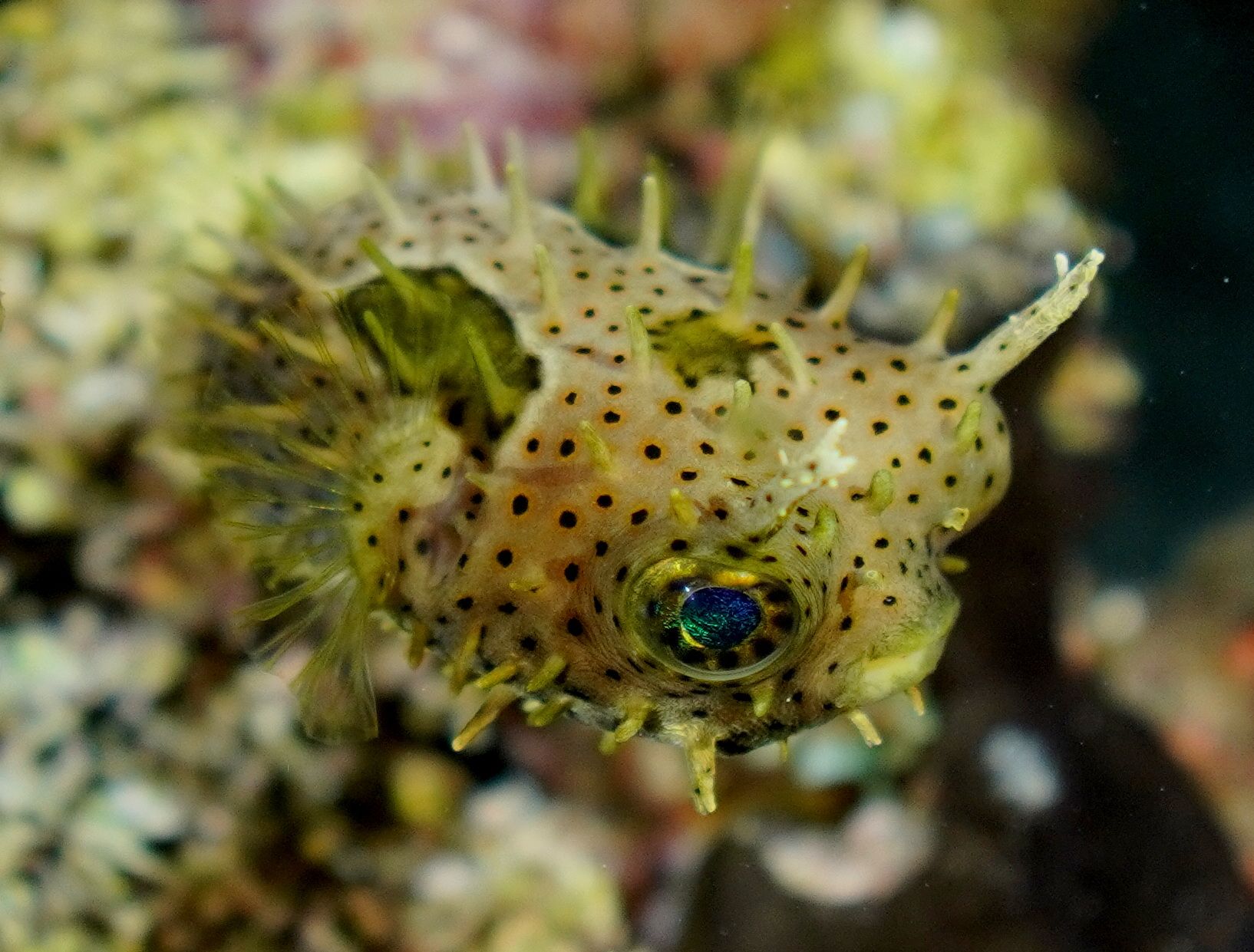 box fish poisson coffre