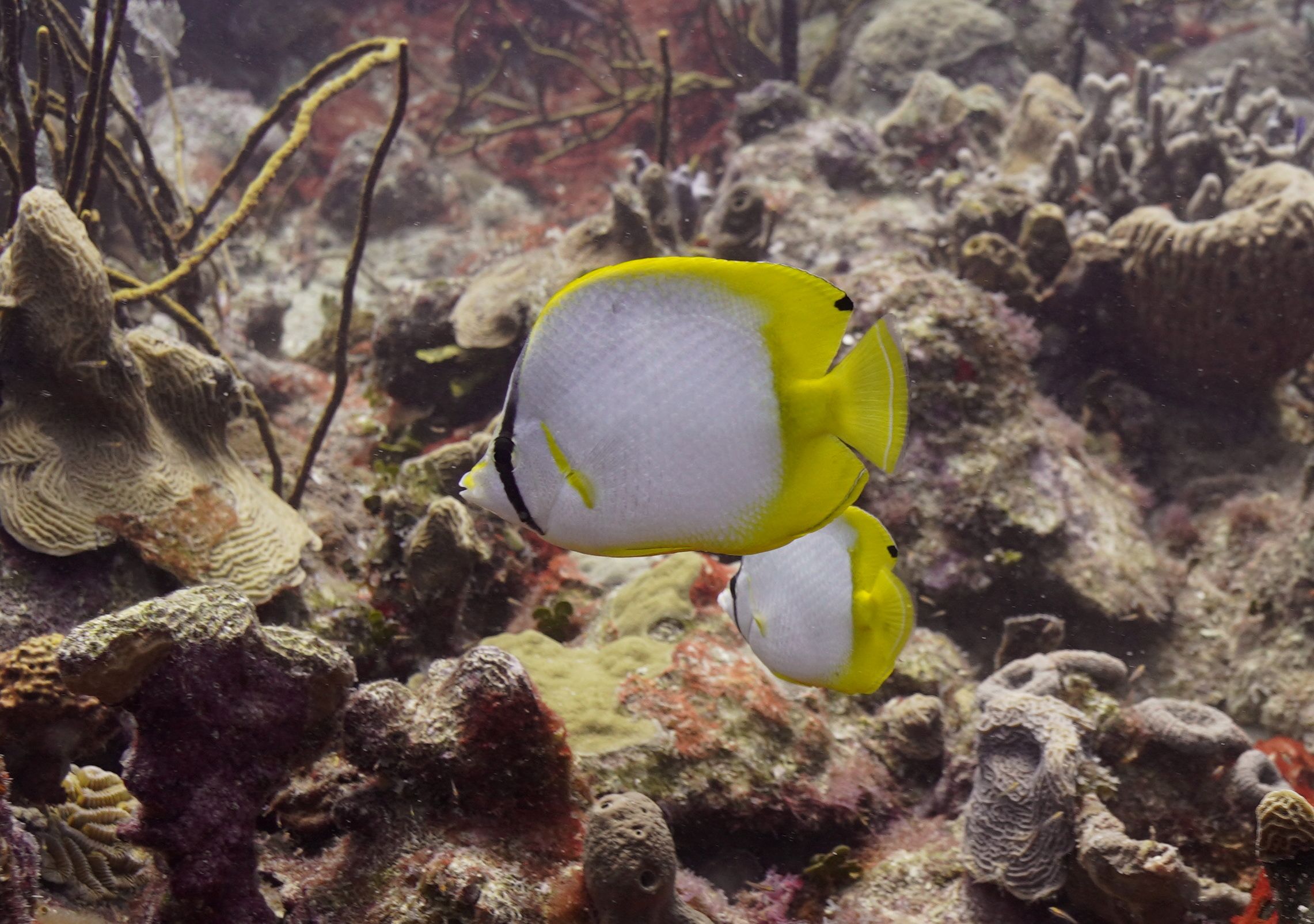 Butterfly fish poisson papillon