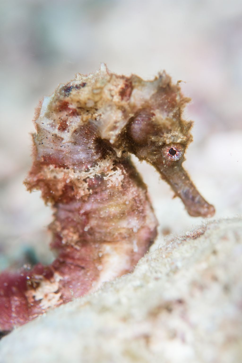 hippocampe