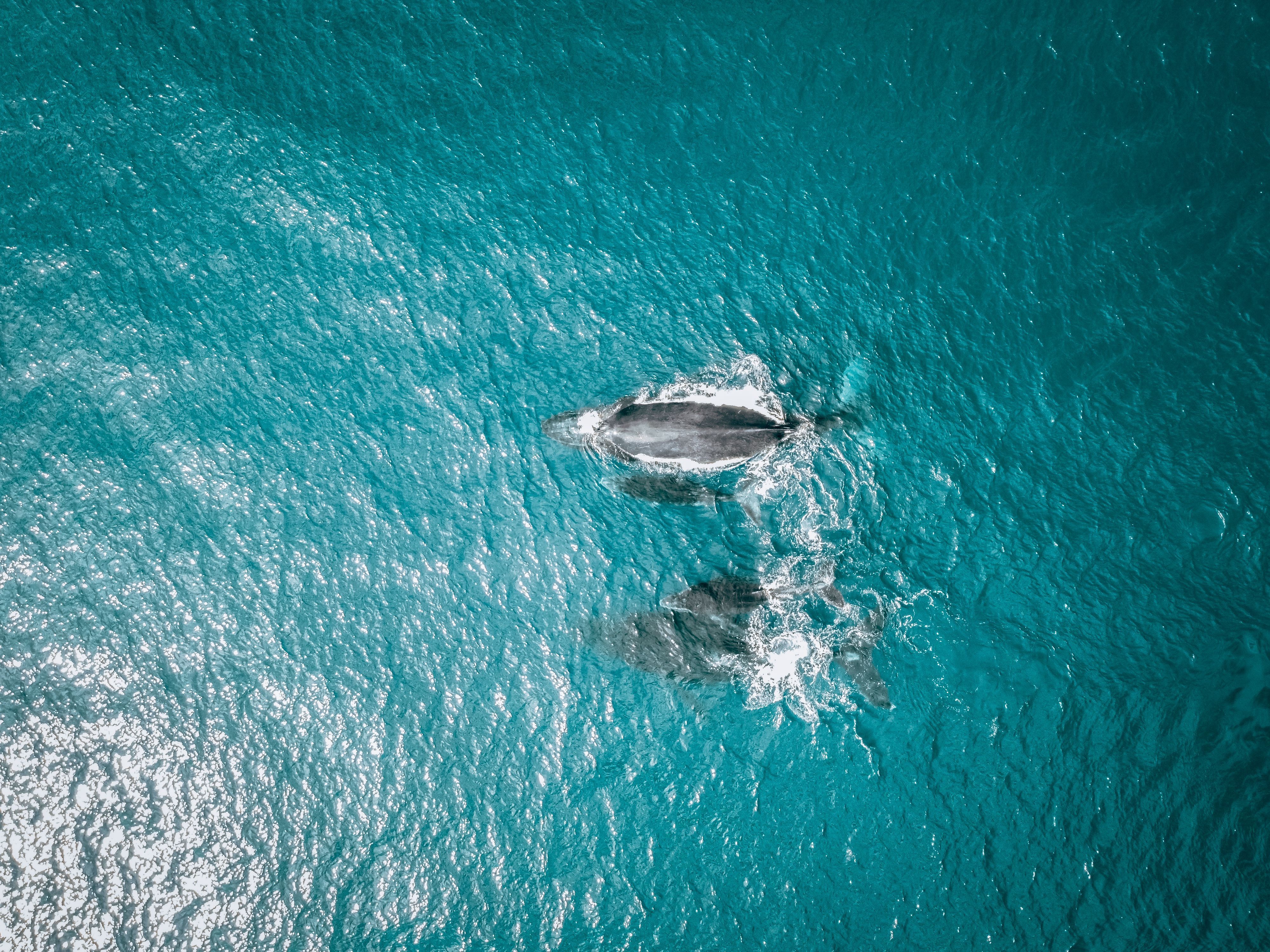 baleine à bosse vue du ciel