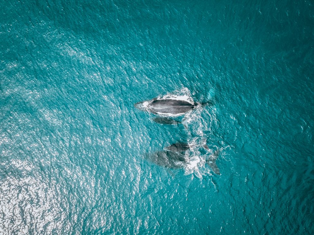 baleine à bosse