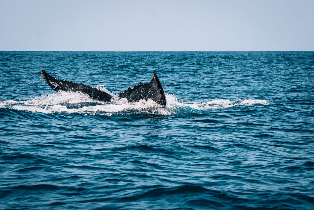 baleine à bosse