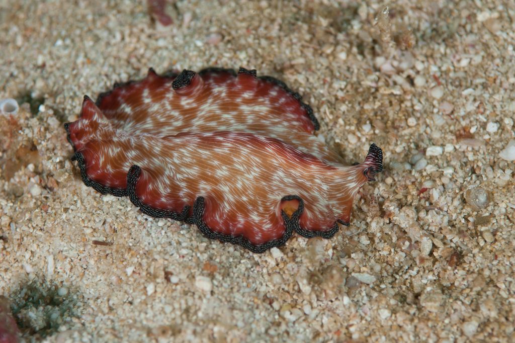 nudibranche