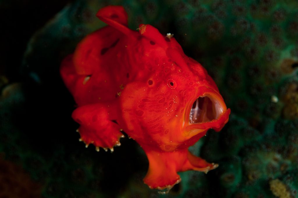 poisson grenouille
