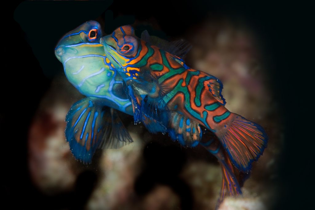poisson mandarin