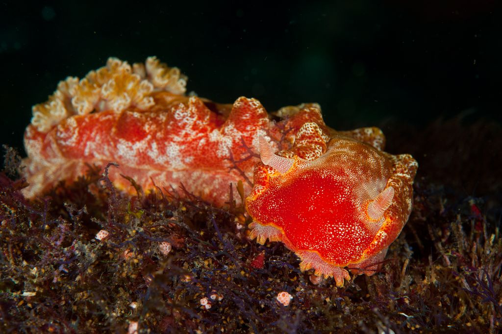 nudibranche