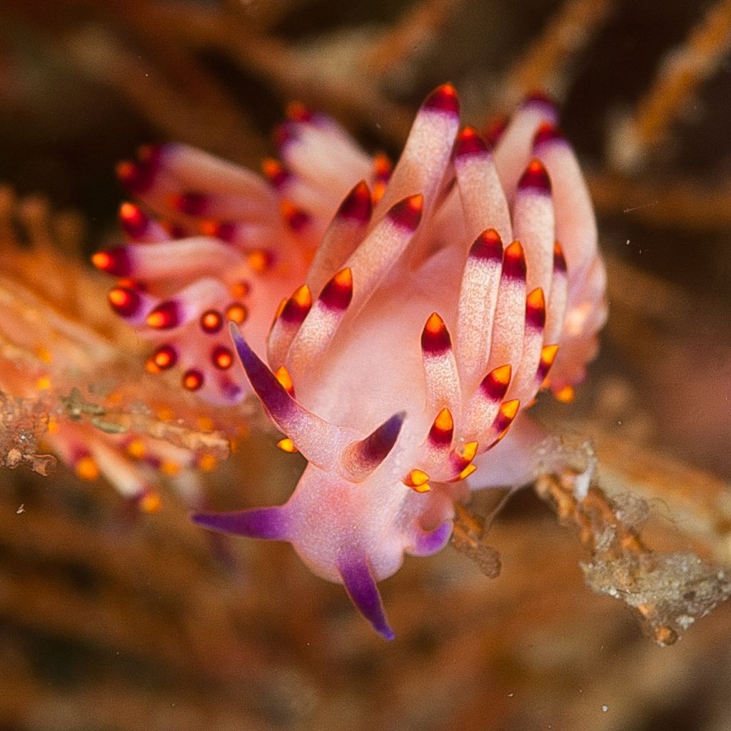 nudibranche