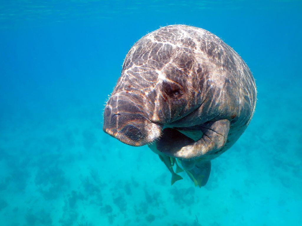 lamantin sous l'eau