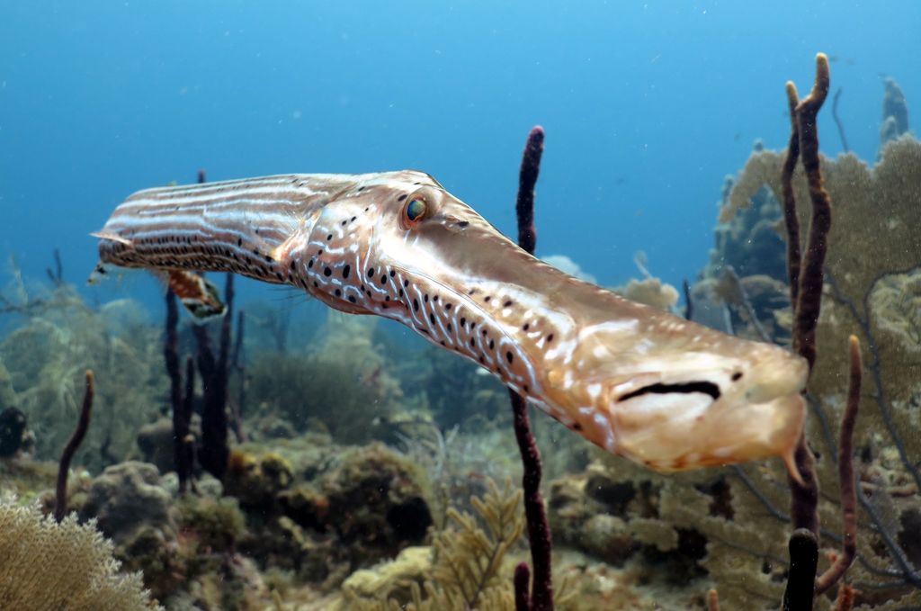 poisson