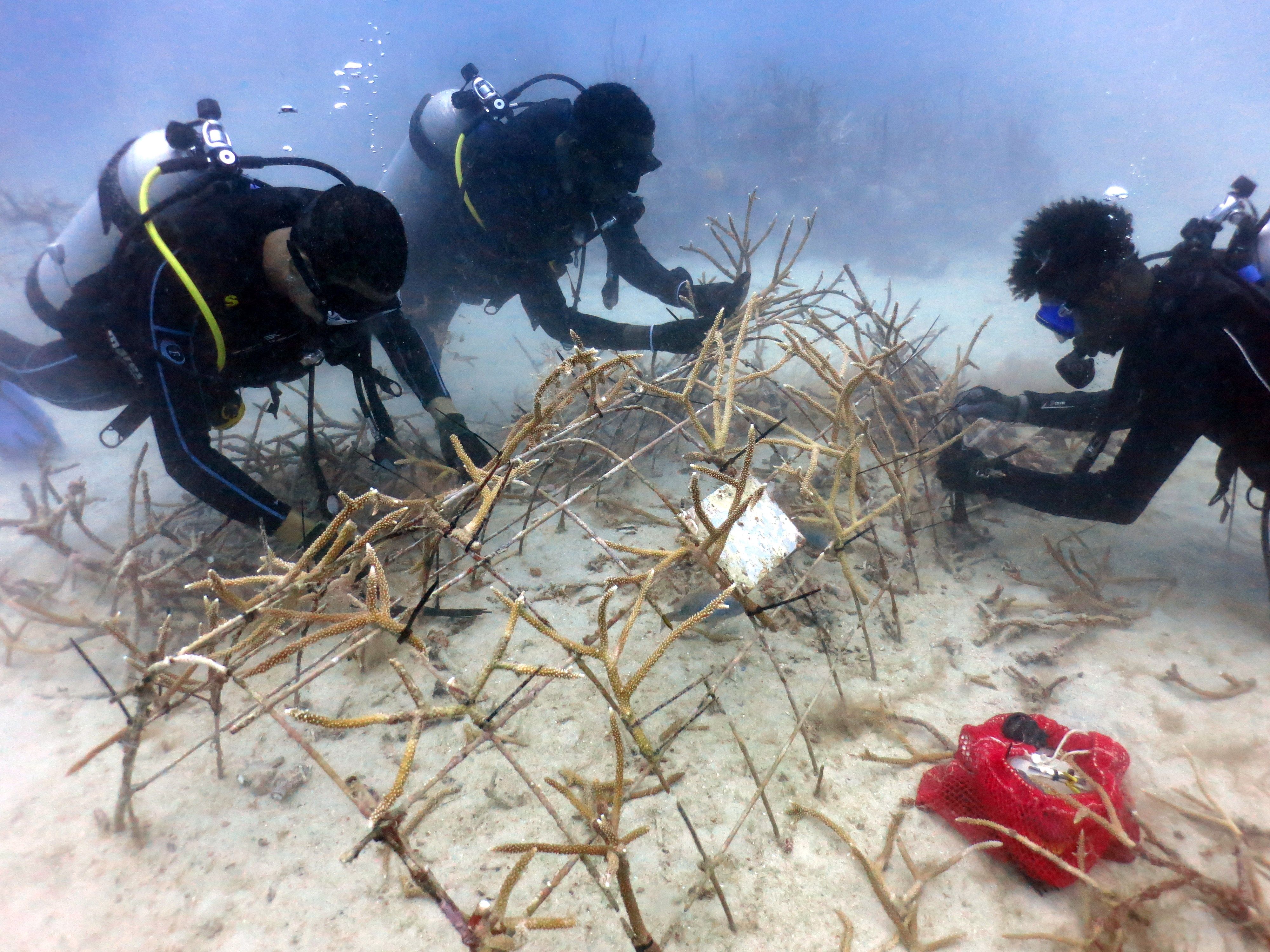 restauration de corail plongeurs sous l'eau