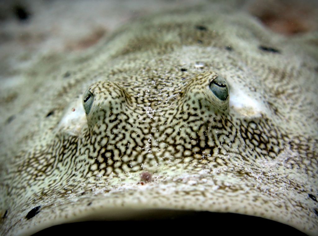 poisson