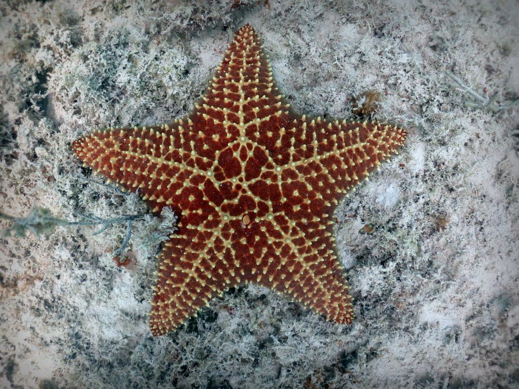 étoile de mer