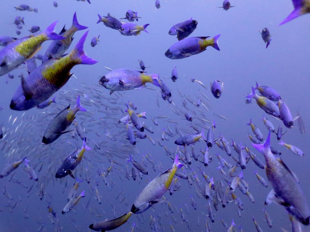 banc de poisson