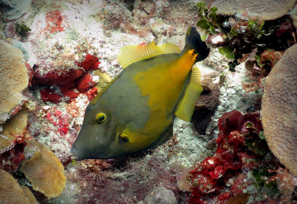 poisson coloré