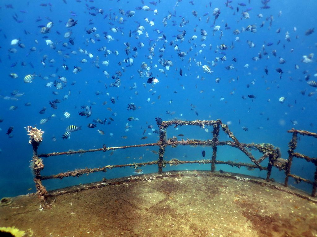 épave avec banc de poisson