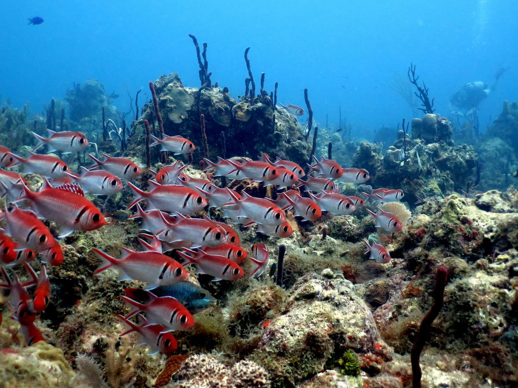 banc de poisson colorée