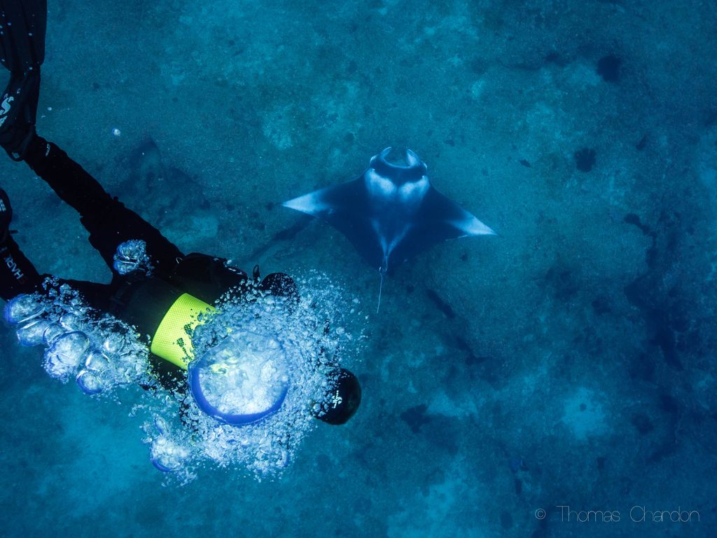plongeur et raie manta