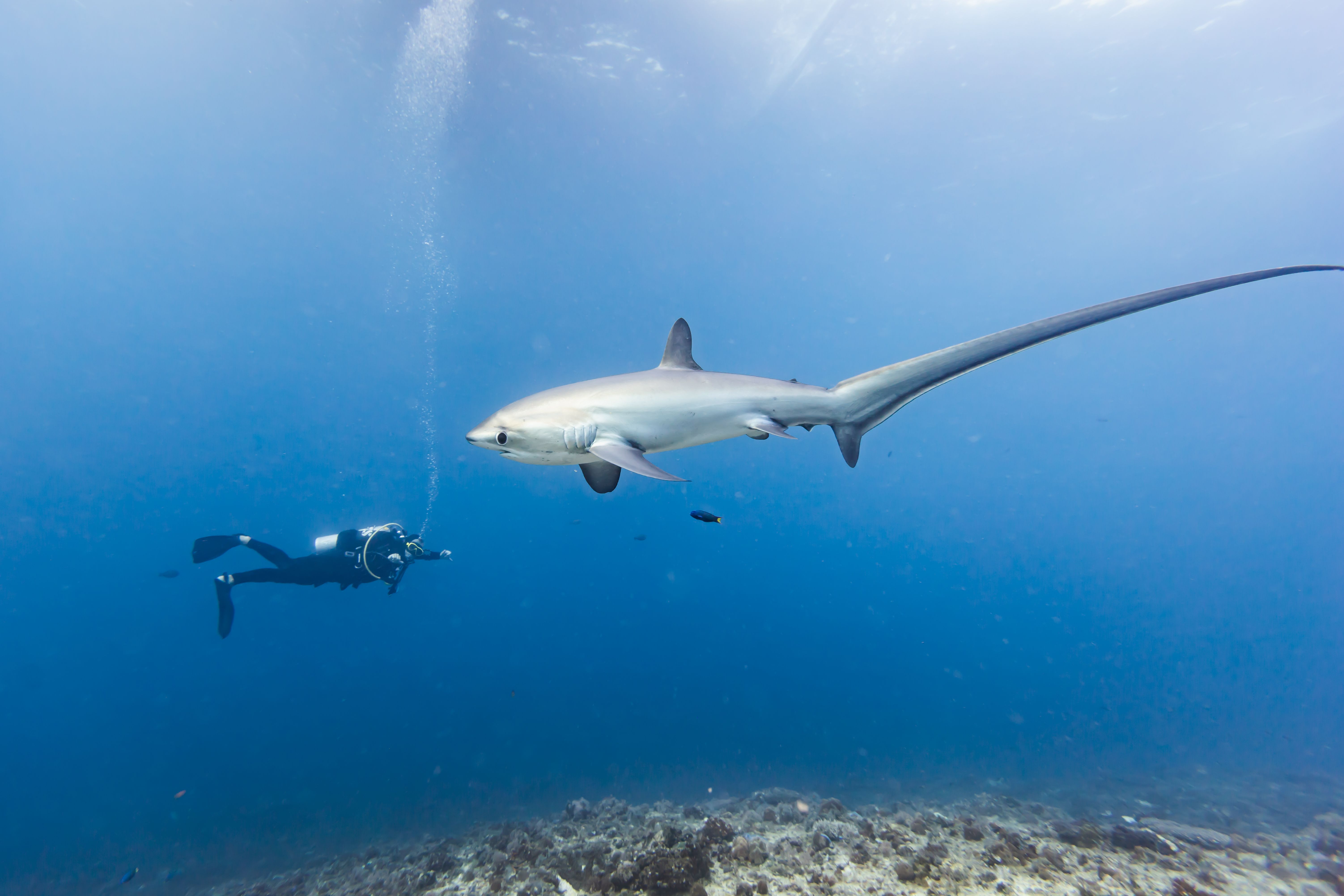requin renard plongeur