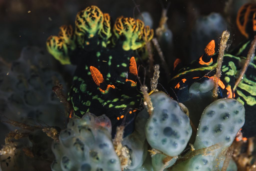 danseuses espagnoles nudibranche