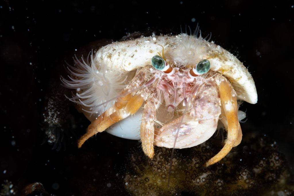 crabe