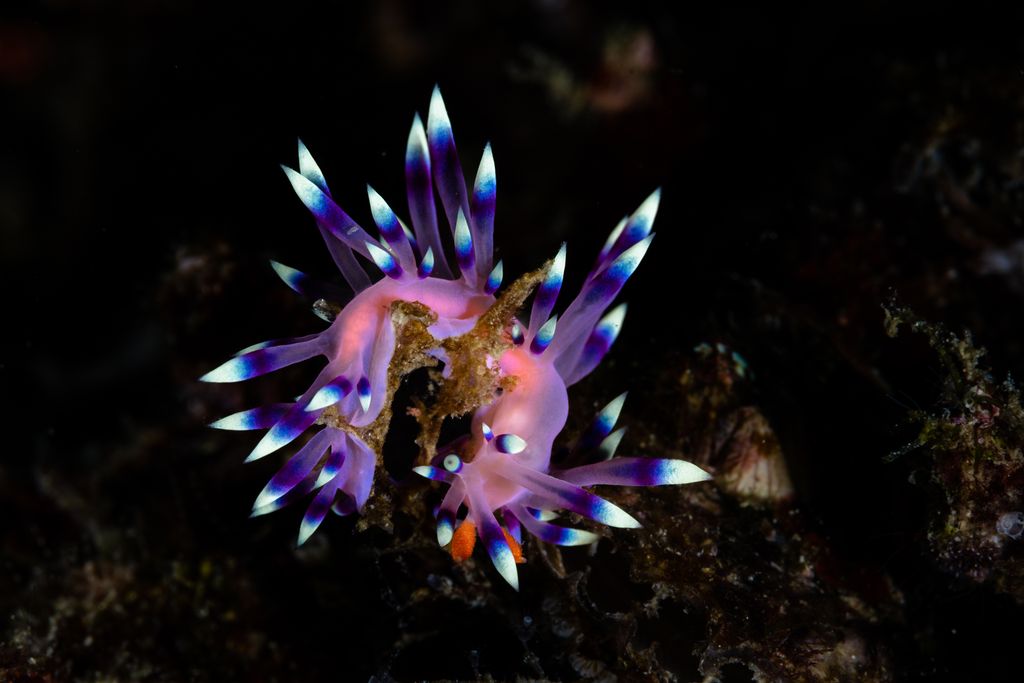 nudibranche