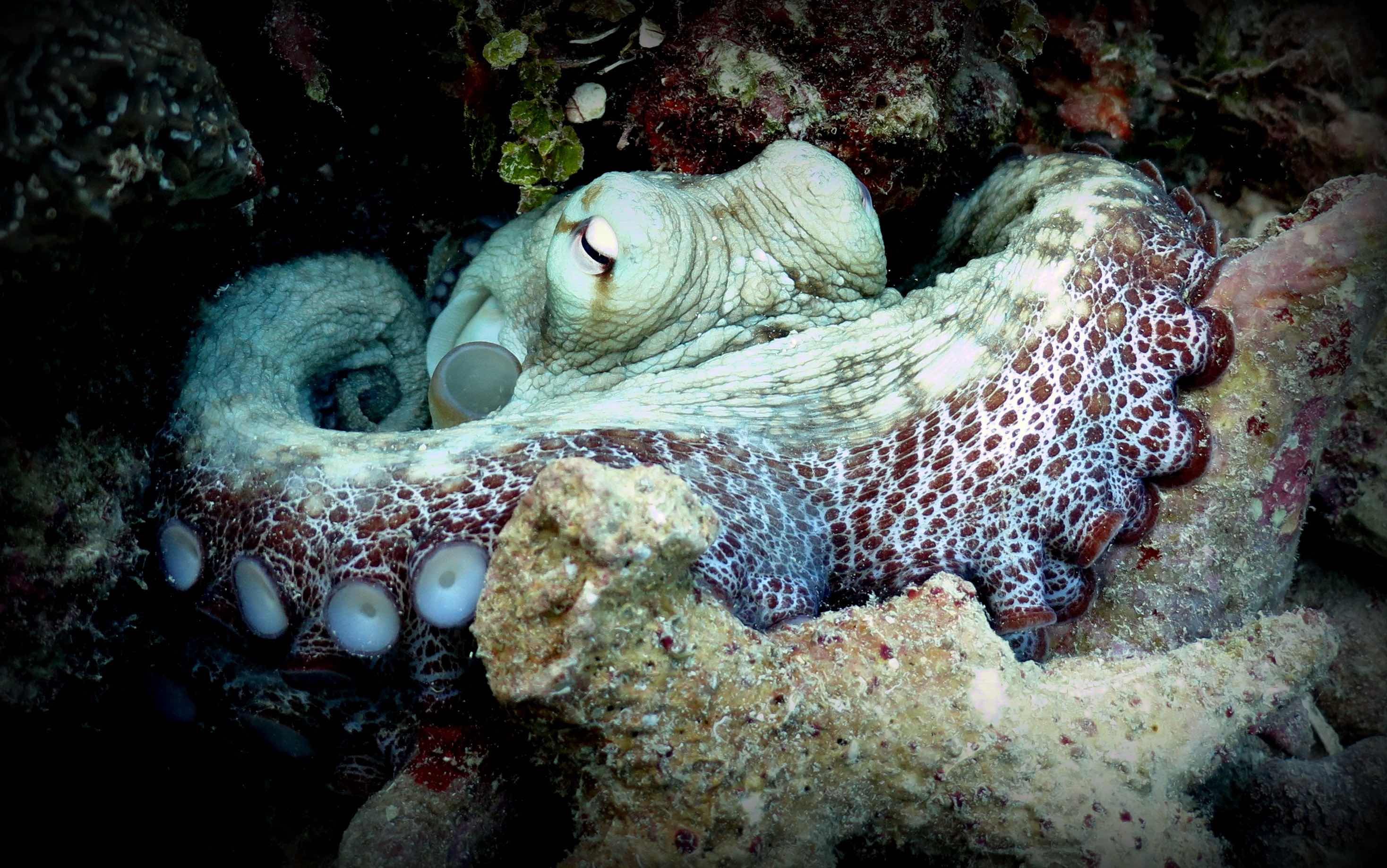 Octopus poulpe