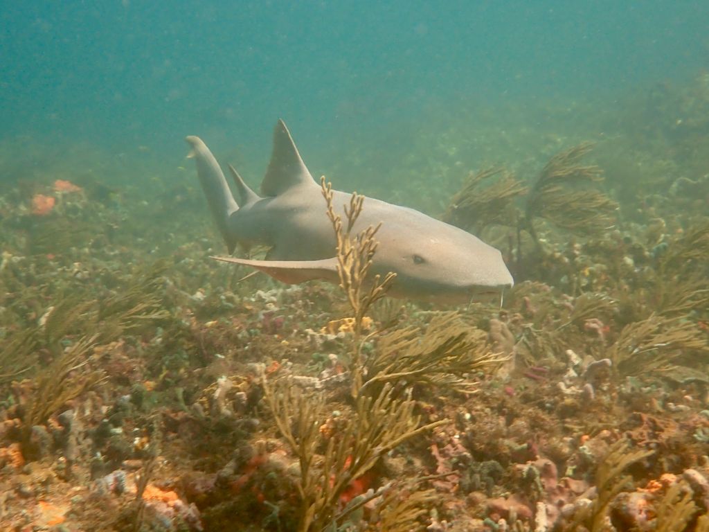 requin chat sous l'eau