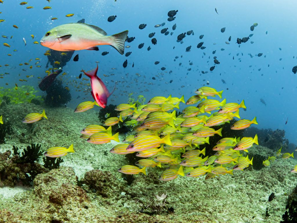banc de poisson colorés