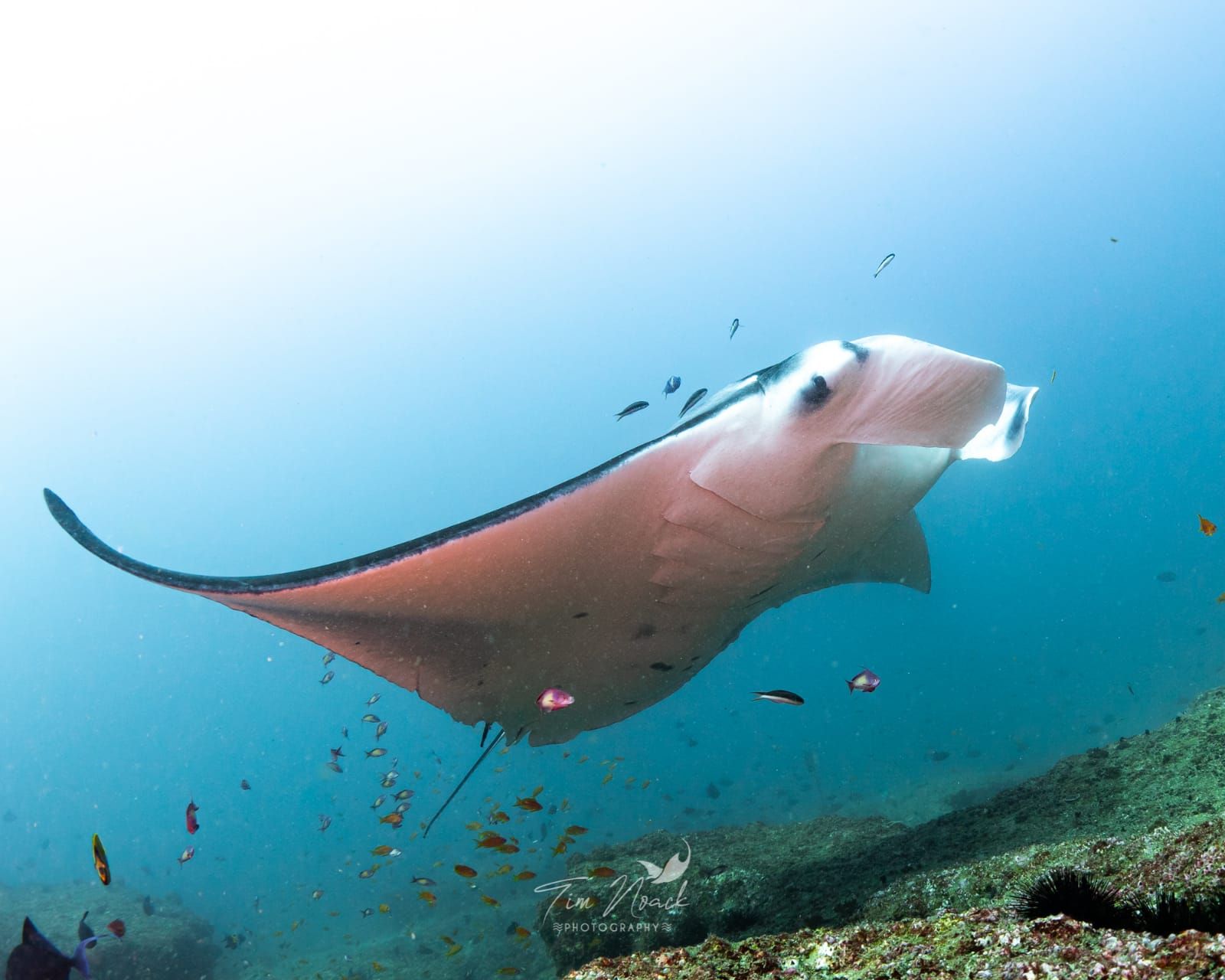raie manta sous l'eau