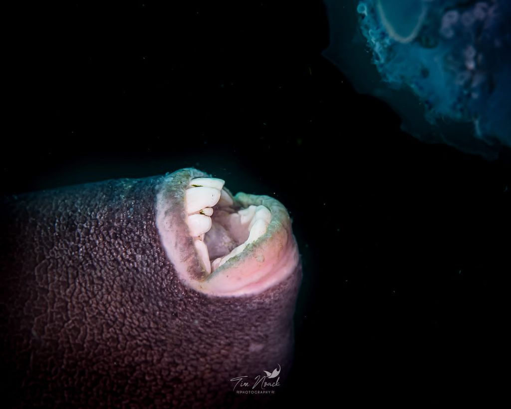 poisson qui montre ces dents