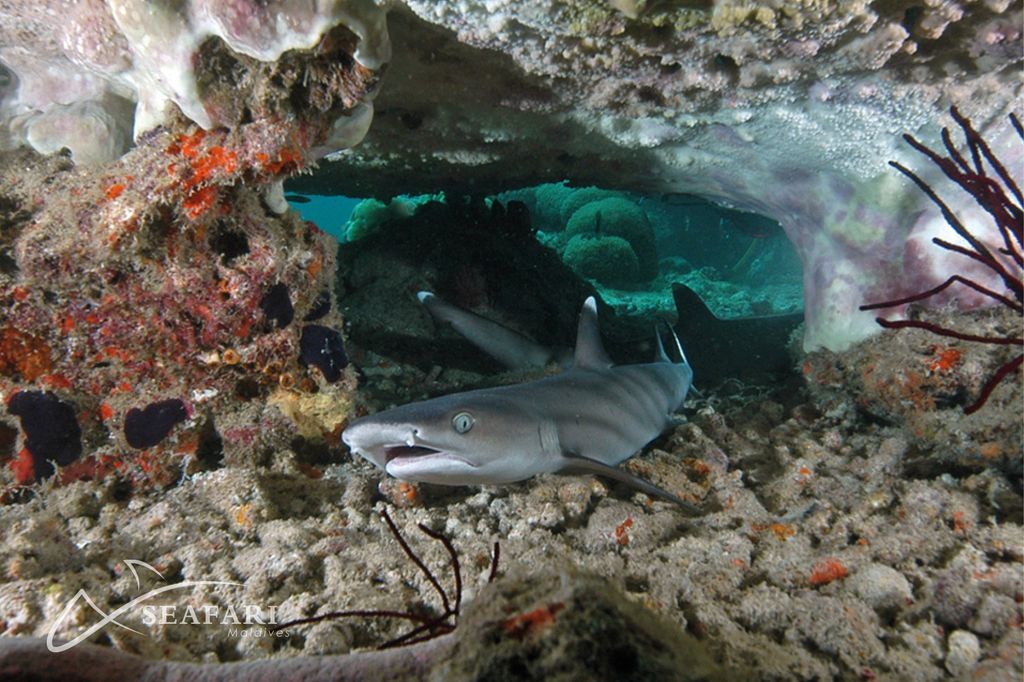 requin