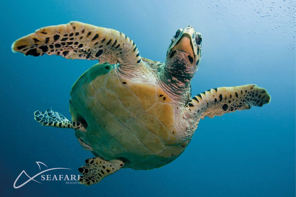 tortue marine