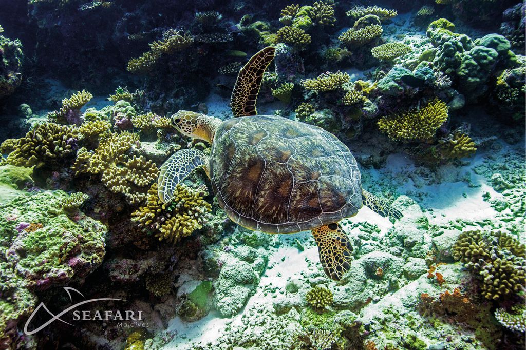 tortue marine