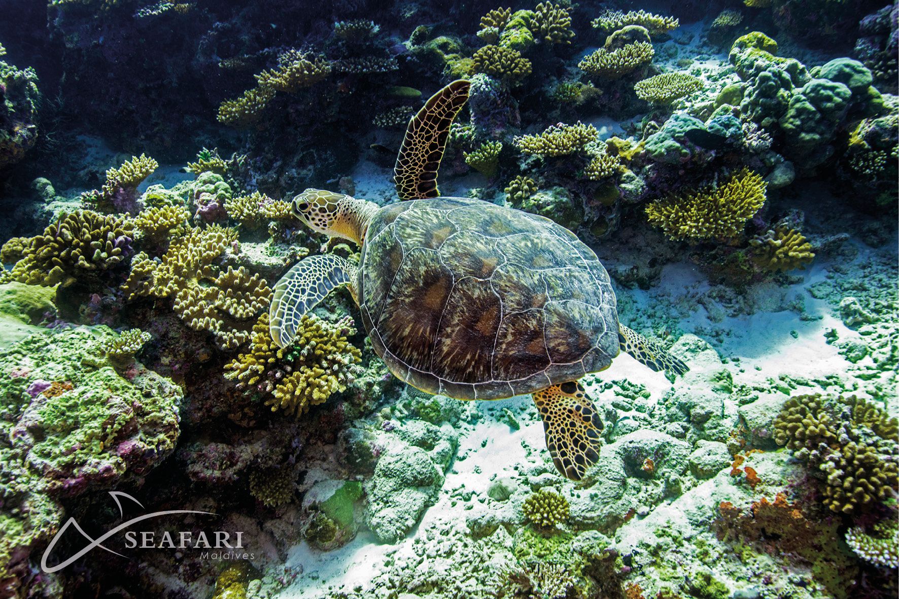 tortue marine