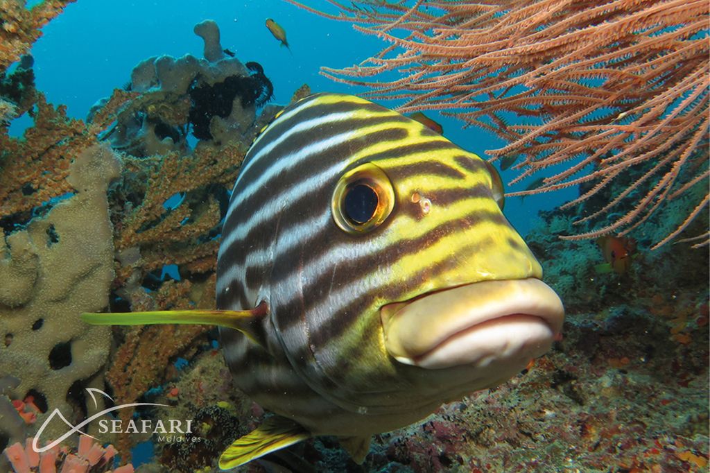 poisson