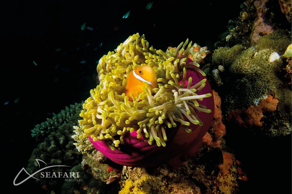 poisson clown