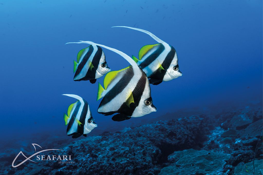poisson papillon
